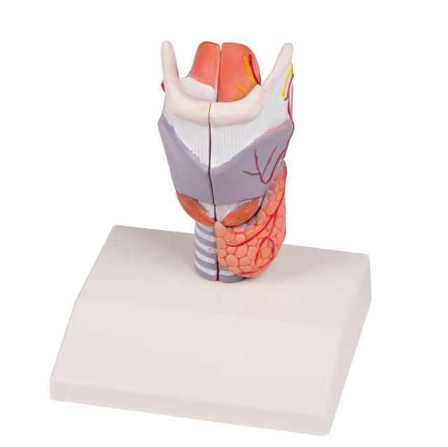 Organy i narządy 3B Scientific G223
