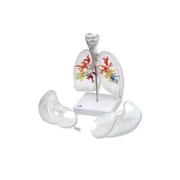 Organy i narządy 3B Scientific G23/1