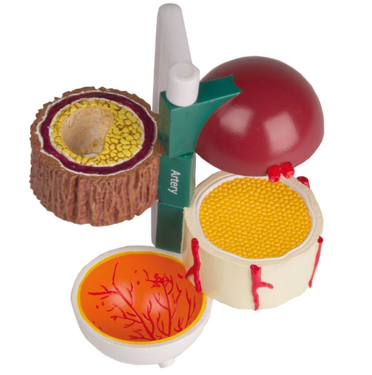 Organy i narządy 3B Scientific G39