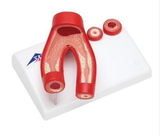 Organy i narządy 3B Scientific G40