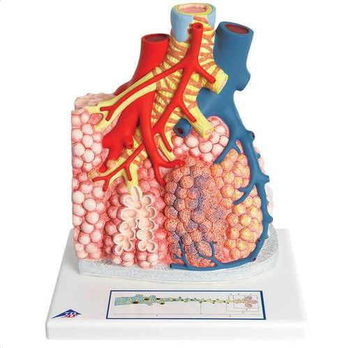 Organy i narządy 3B Scientific G60 