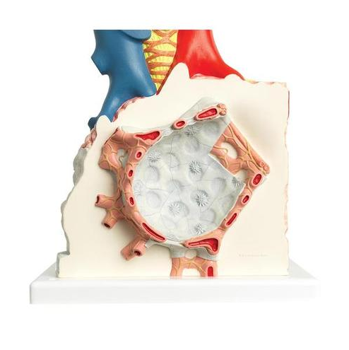 Organy i narządy 3B Scientific G60 