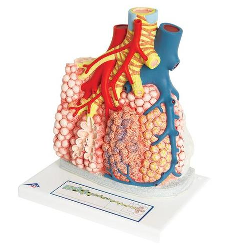 Organy i narządy 3B Scientific G60 