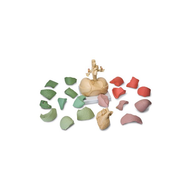 Organy i narządy 3B Scientific G70