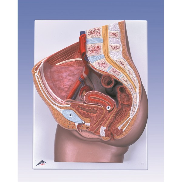 Organy i narządy 3B Scientific H10