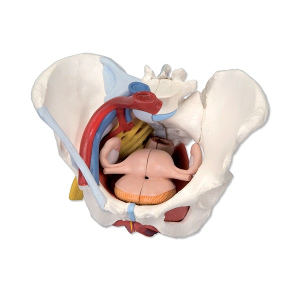 Organy i narządy 3B Scientific H20/4