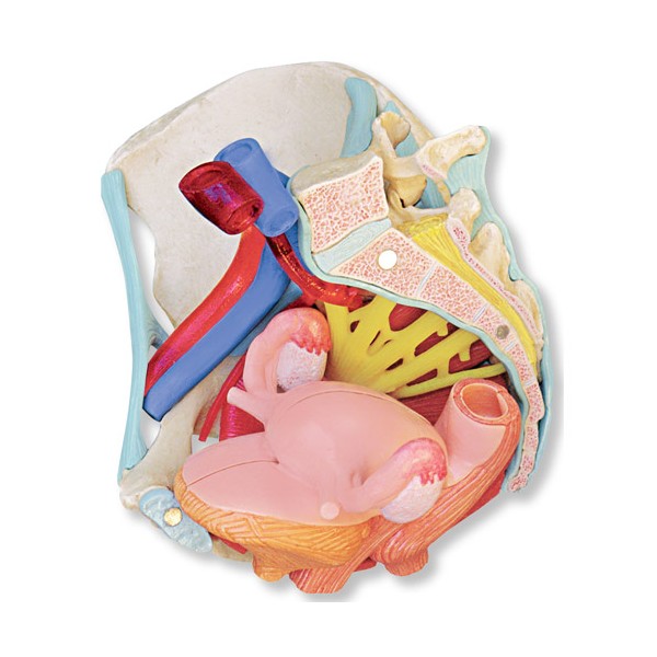 Organy i narządy 3B Scientific H20/4