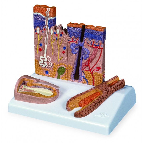 Organy i narządy 3B Scientific J14