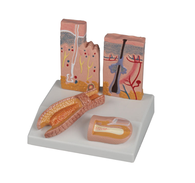 Organy i narządy 3B Scientific J214