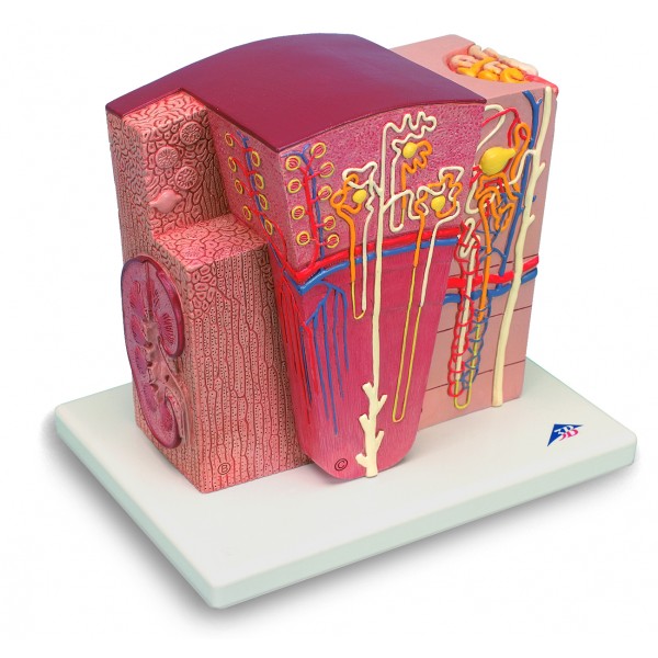 Organy i narządy 3B Scientific K13