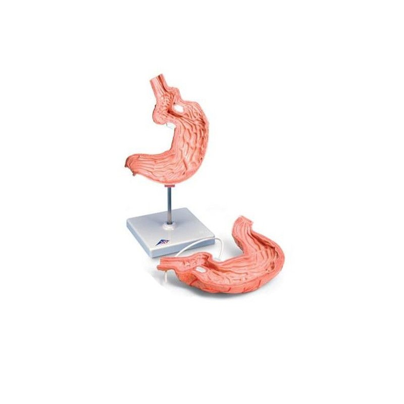 Organy i narządy 3B Scientific K15/1