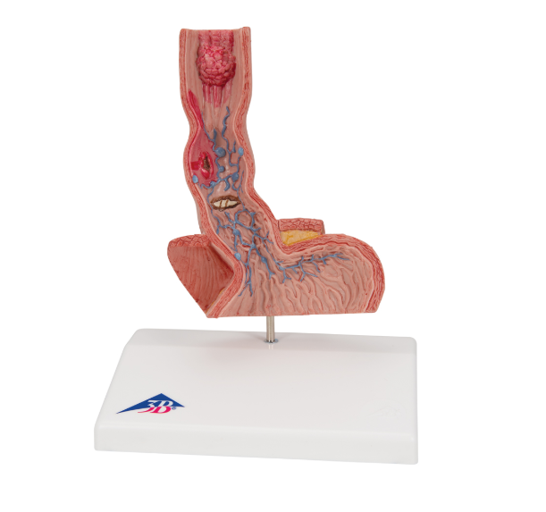 Organy i narządy 3B Scientific K18