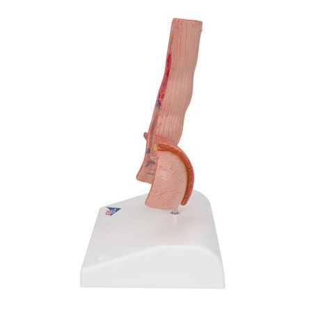 Organy i narządy 3B Scientific K18