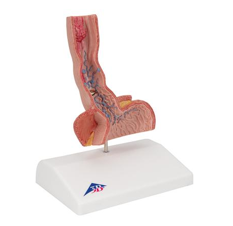 Organy i narządy 3B Scientific K18