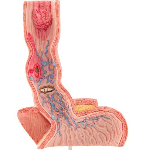 Organy i narządy 3B Scientific K18