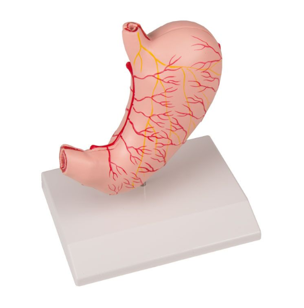 Organy i narządy 3B Scientific K215