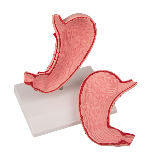 Organy i narządy 3B Scientific K215