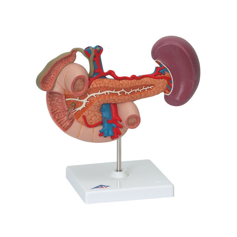 Organy i narządy 3B Scientific K22