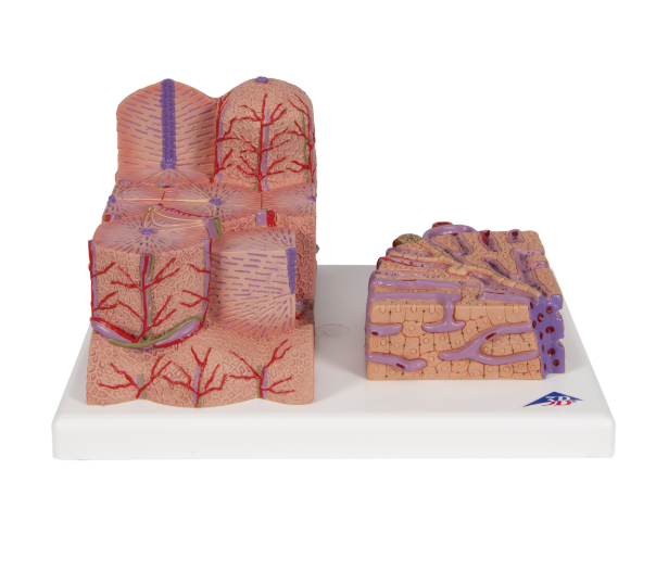 Organy i narządy 3B Scientific K24