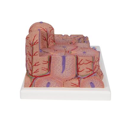 Organy i narządy 3B Scientific K24