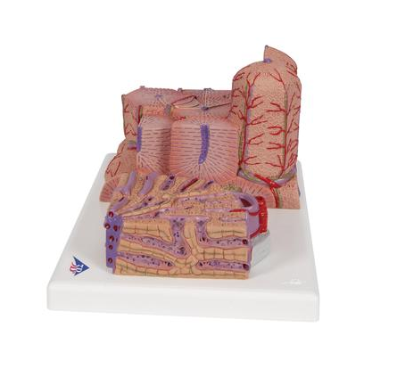 Organy i narządy 3B Scientific K24