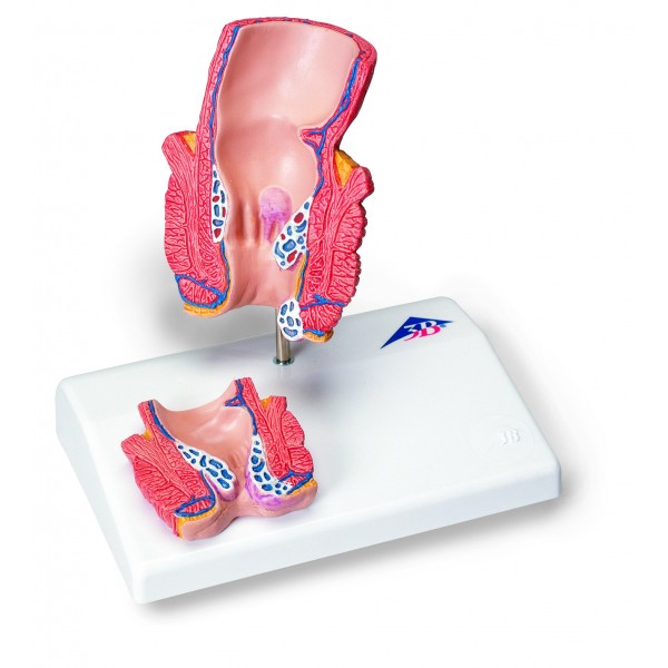 Organy i narządy 3B Scientific K27