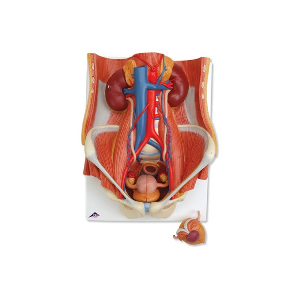 Organy i narządy 3B Scientific K32