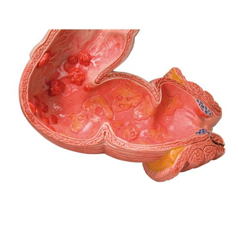 Organy i narządy 3B Scientific K55