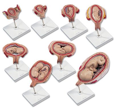 Organy i narządy 3B Scientific L10