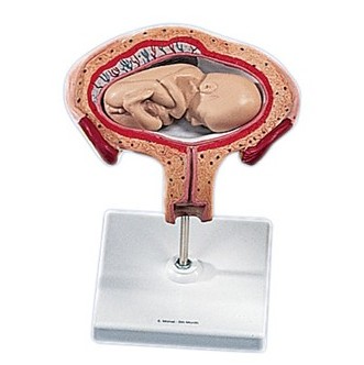 Organy i narządy 3B Scientific L10/5