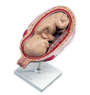 Organy i narządy 3B Scientific L10/8