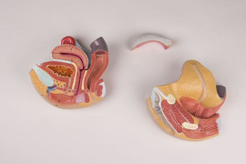 Organy i narządy 3B Scientific L251