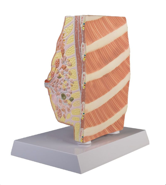 Organy i narządy 3B Scientific L280