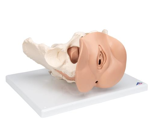 Organy i narządy 3B Scientific L31