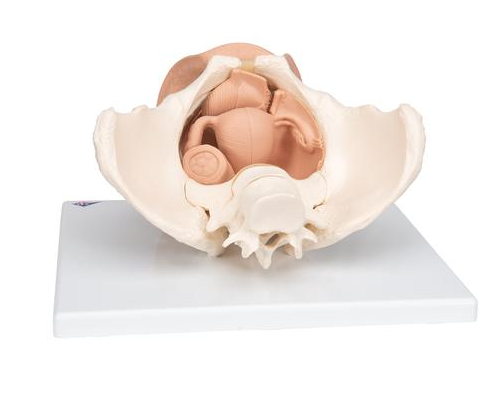 Organy i narządy 3B Scientific L31