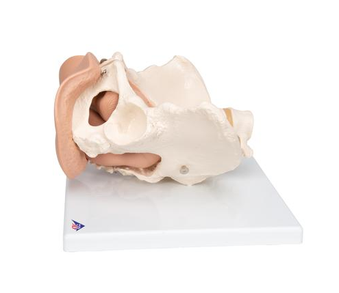 Organy i narządy 3B Scientific L31