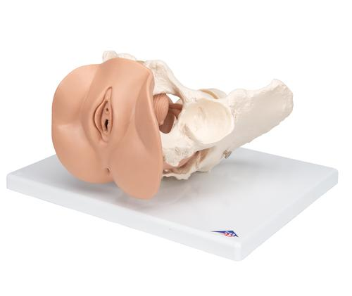 Organy i narządy 3B Scientific L31