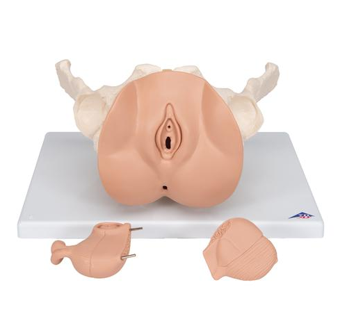 Organy i narządy 3B Scientific L31