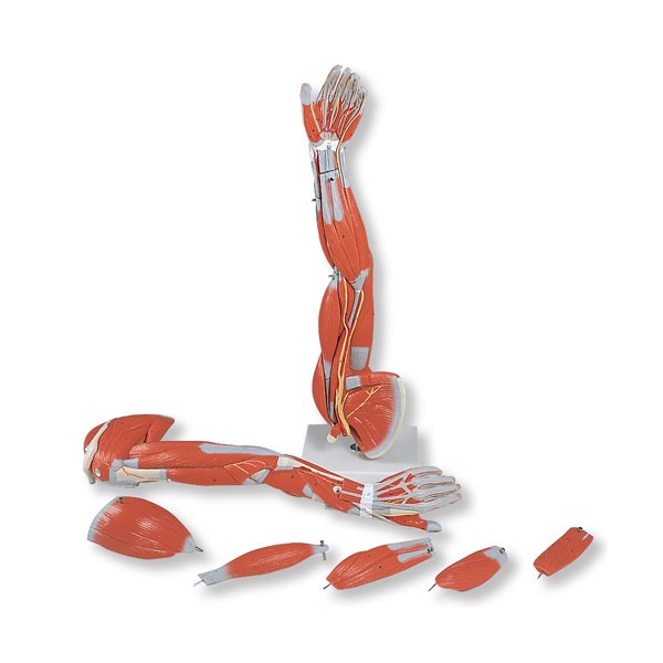 Organy i narządy 3B Scientific M10