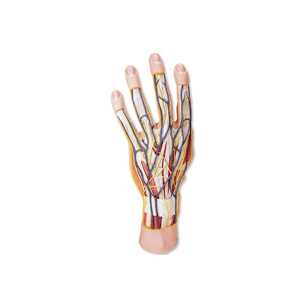 Organy i narządy 3B Scientific M18