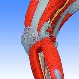 Organy i narządy 3B Scientific M20