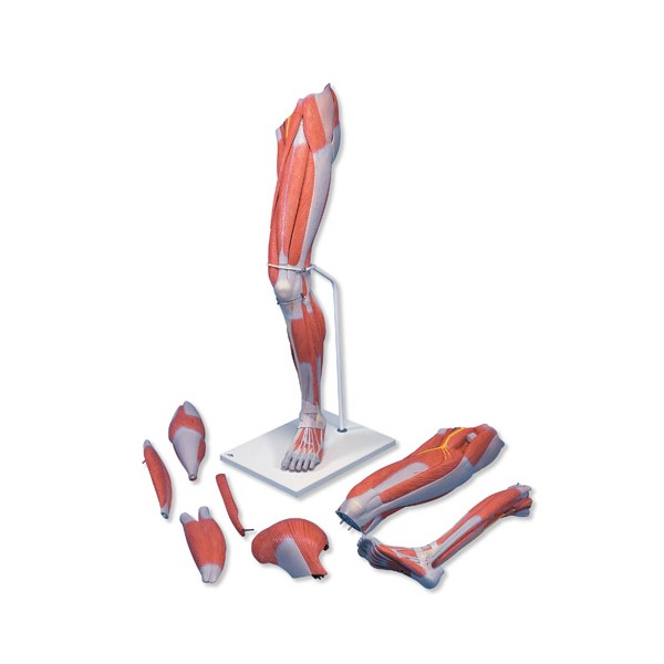 Organy i narządy 3B Scientific M21