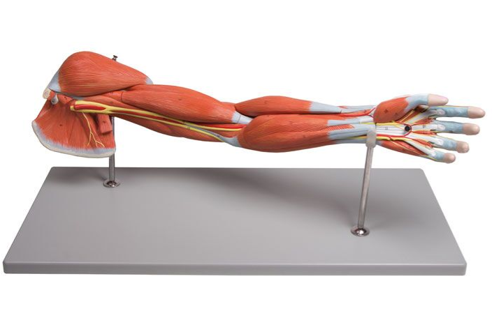 Organy i narządy 3B Scientific M211