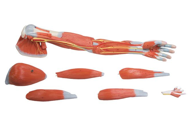 Organy i narządy 3B Scientific M211