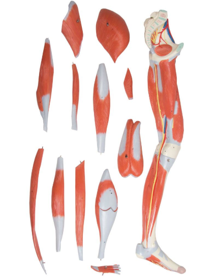 Organy i narządy 3B Scientific M220