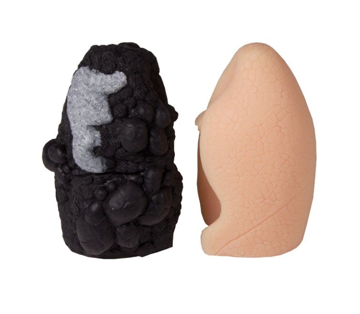 Organy i narządy 3B Scientific R10063