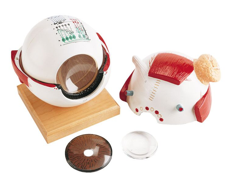 Organy i narządy 3B Scientific R10123