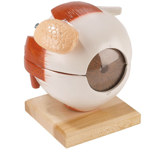 Organy i narządy 3B Scientific R10123