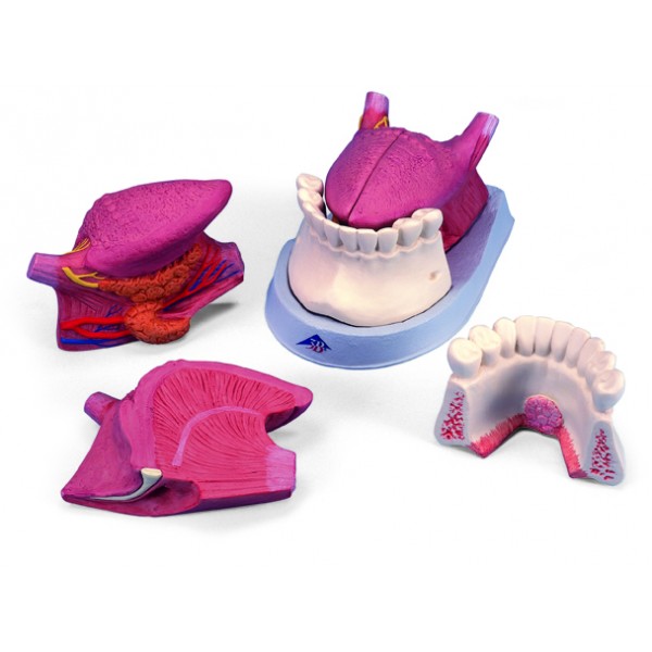 Organy i narządy 3B Scientific T12010