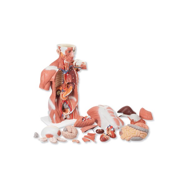 Organy i narządy 3B Scientific VA16